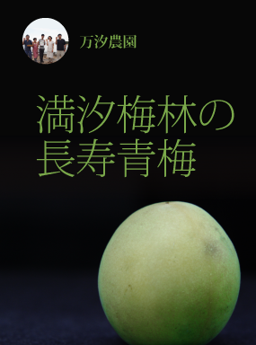 満汐梅林の特別栽培青梅
