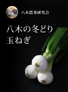 八木の冬どり玉ねぎ