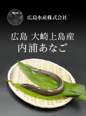 広島 大崎上島産 内浦あなご