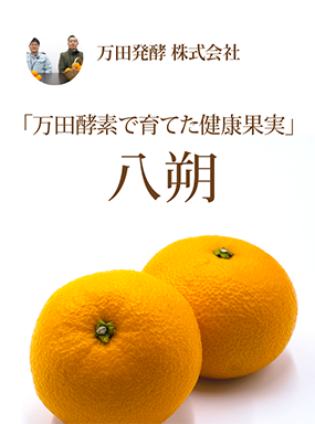 「万田酵素で育てた健康果実」　八朔