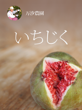 海辺のいちじく園の完熟日本いちじく
